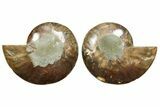 Cut & Polished Ammonite Fossil - Madagascar #369581-1